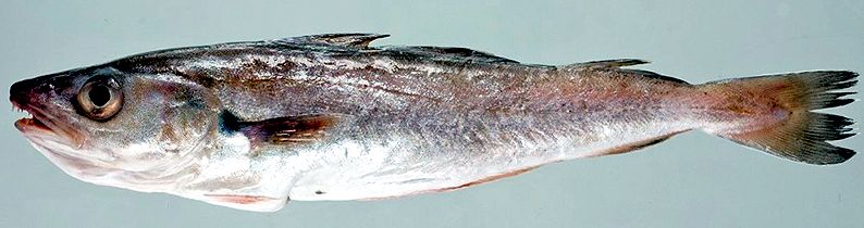 Merlangius merlangus_023